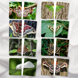 Moths Complete the Pictures