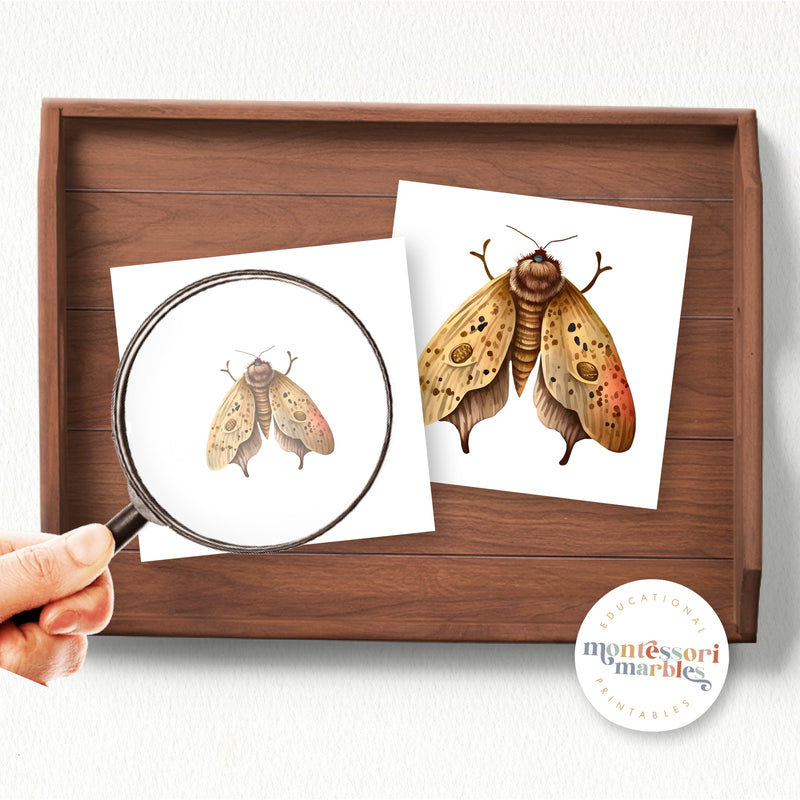 Moths Magni Match