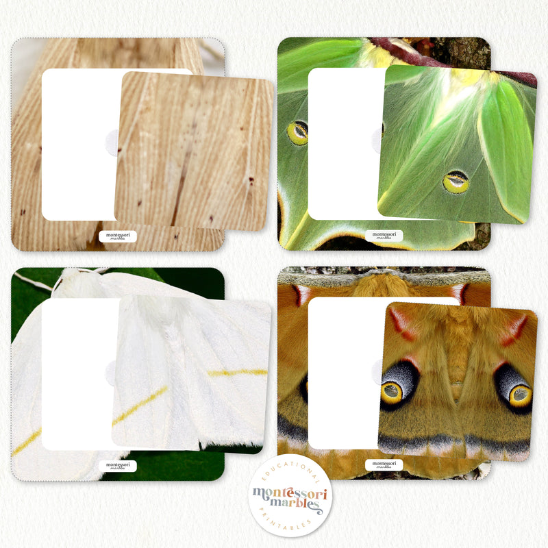 Moths Pattern Matching Puzzle