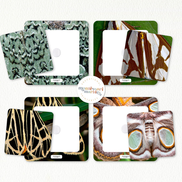 Moths Pattern Matching Puzzle