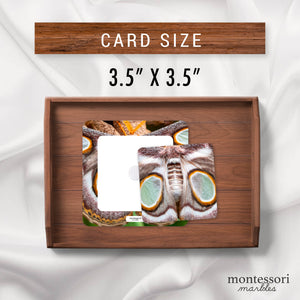 Moths Pattern Matching Puzzle