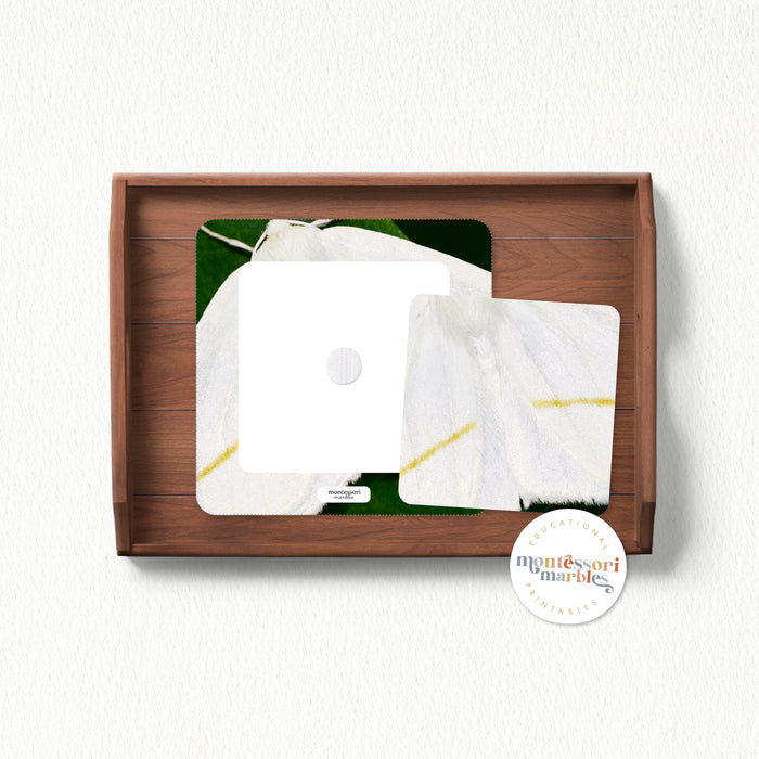 Moths Pattern Matching Puzzle
