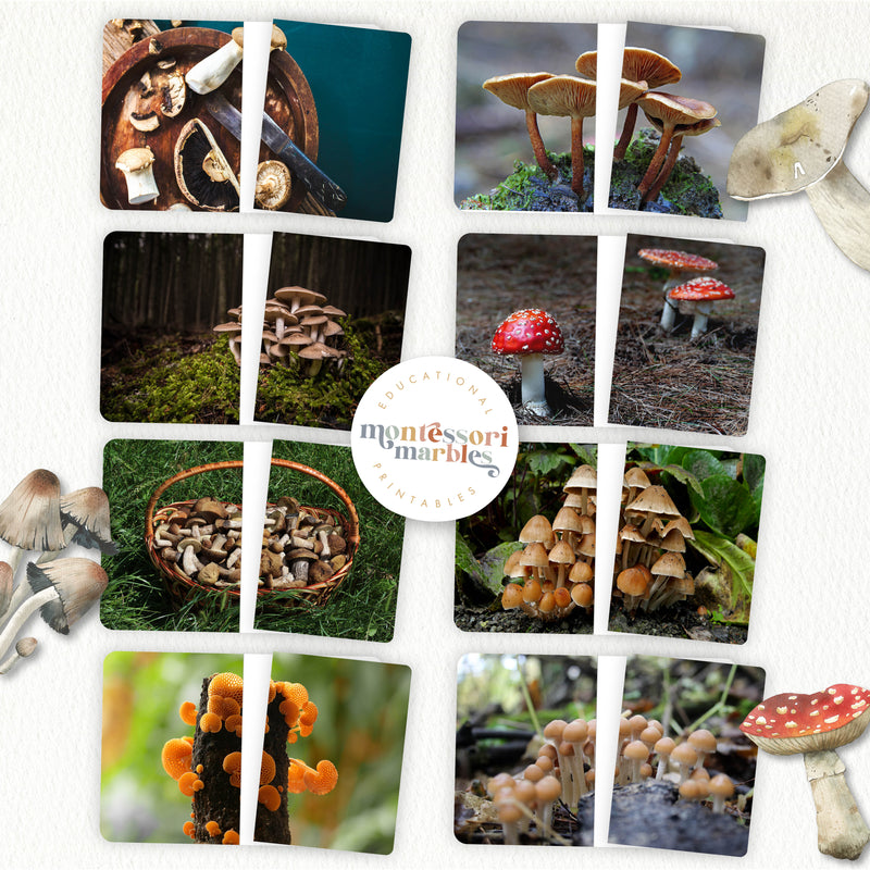 Mushroom Complete The Pictures