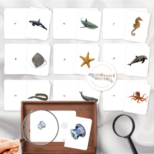 Ocean Animals Mini Bundle