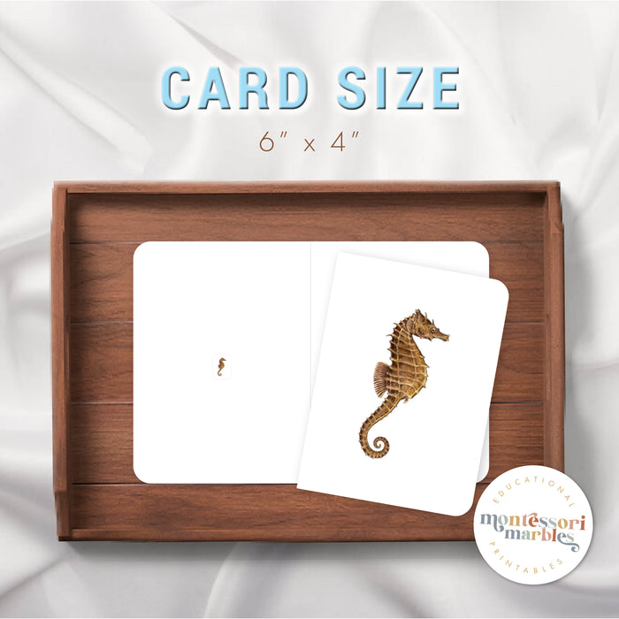 Ocean Animals Magni-Match