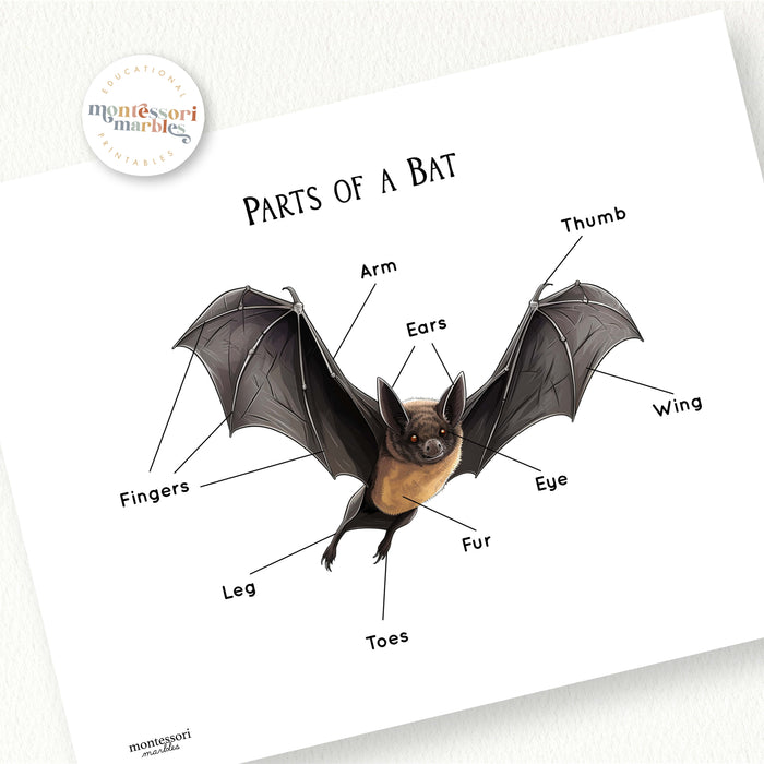 Parts of a Bat
