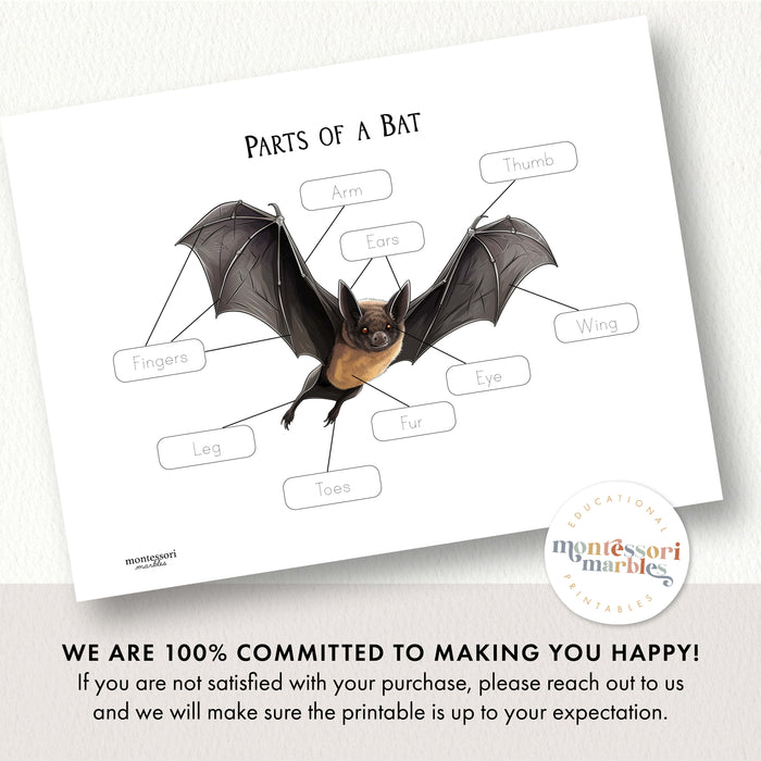 Parts of a Bat