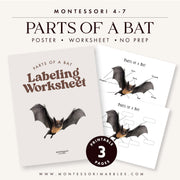 Bat anatomy poster with labeled body parts — ages 3-6