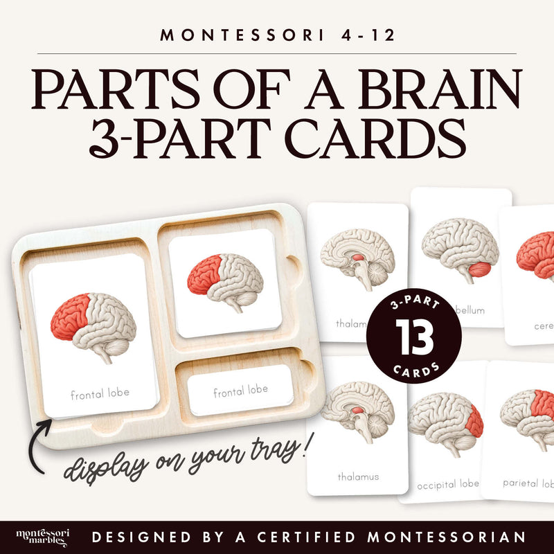 Parts of a Brain 3-Part Cards
