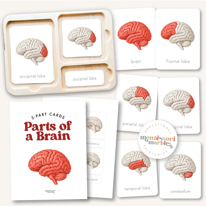 Parts of a Brain 3-Part Cards