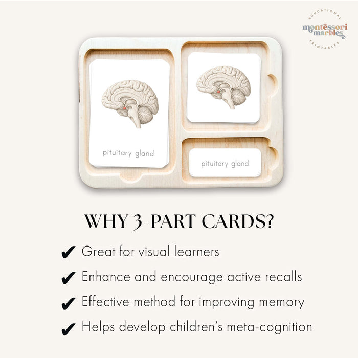 Parts of a Brain 3-Part Cards