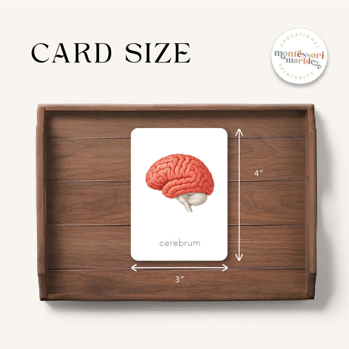 Parts of a Brain 3-Part Cards