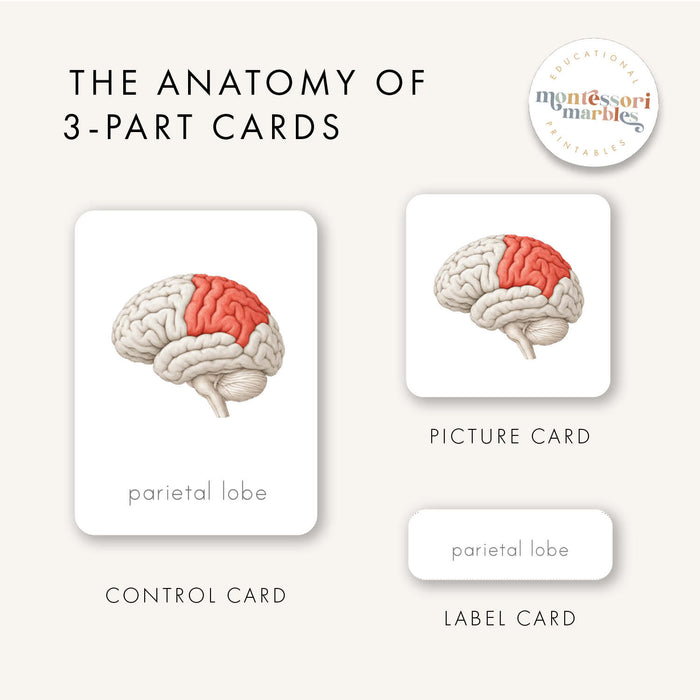 Parts of a Brain 3-Part Cards