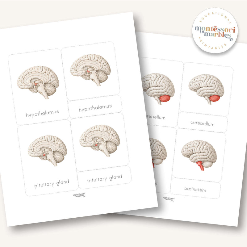 Parts of a Brain 3-Part Cards