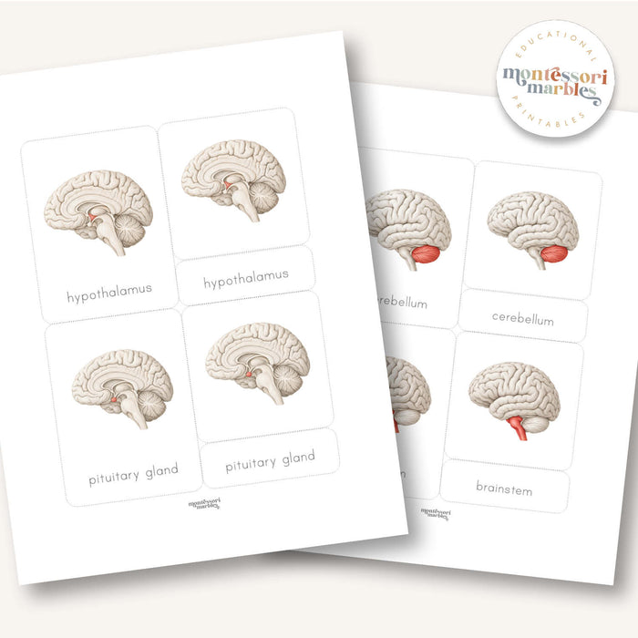 Parts of a Brain 3-Part Cards