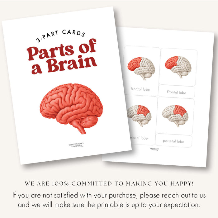 Parts of a Brain 3-Part Cards