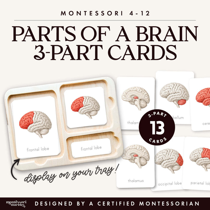 Parts of a Brain 3-Part Cards