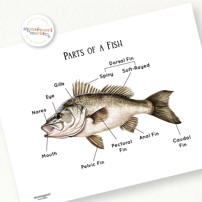 Labling A Fish Parts of a Fish | 2 Pages Labeling Poster Zoology Science Ages 5-8 ...