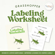 Grasshopper anatomy poster with labeled insect body parts