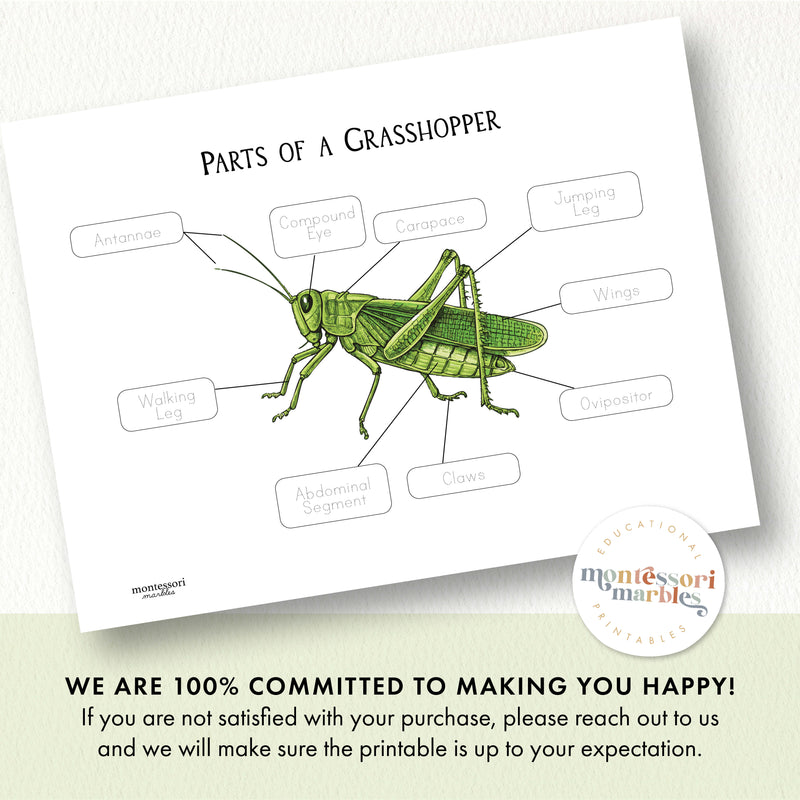 Parts of a Grasshopper
