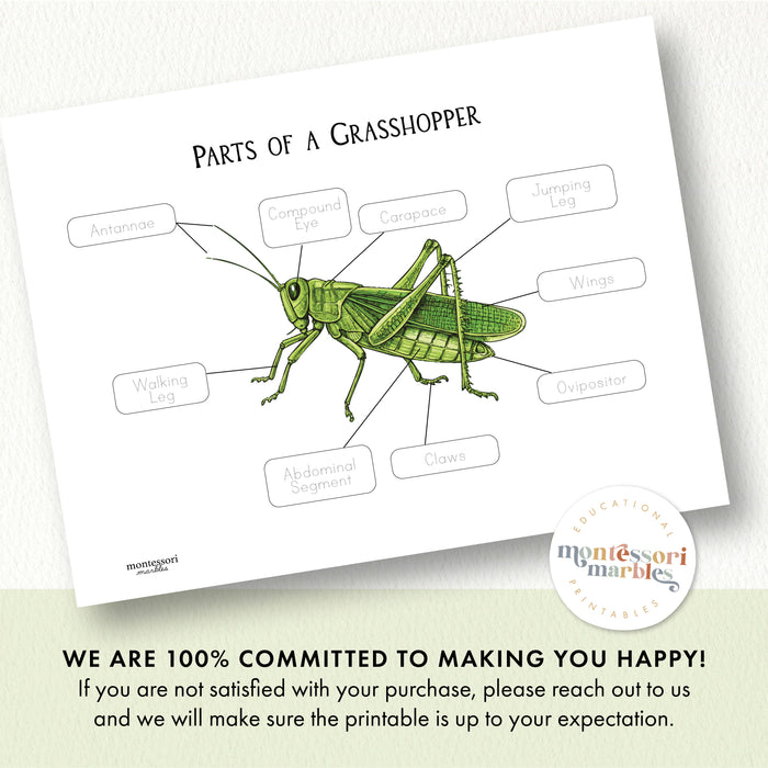 Parts of a Grasshopper