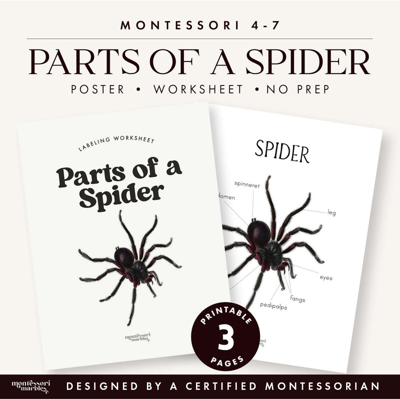 Parts of a Spider