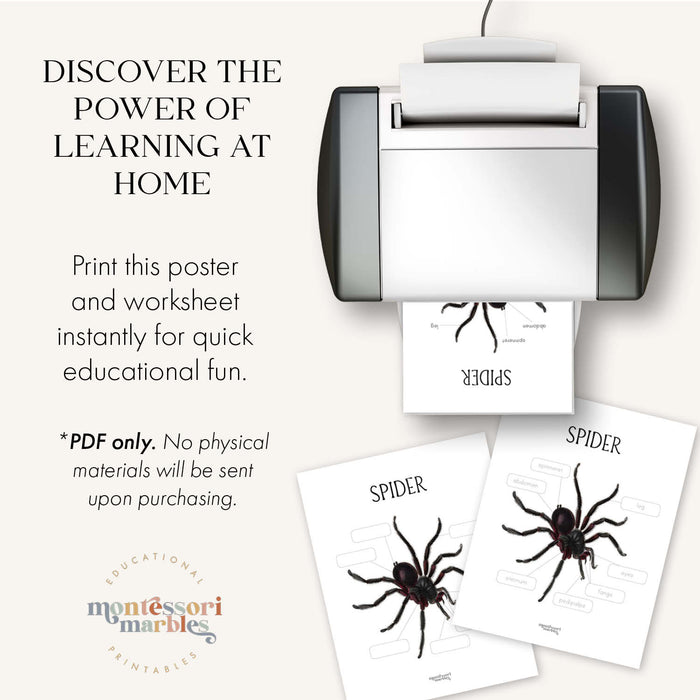 Parts of a Spider