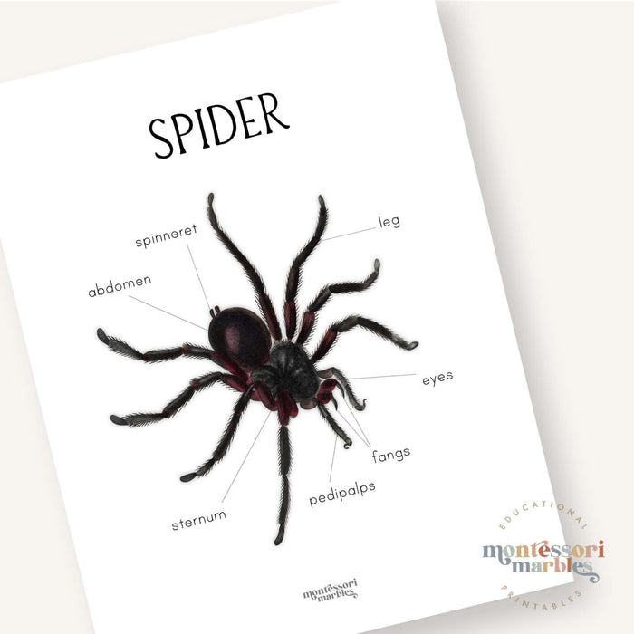 Parts of a Spider