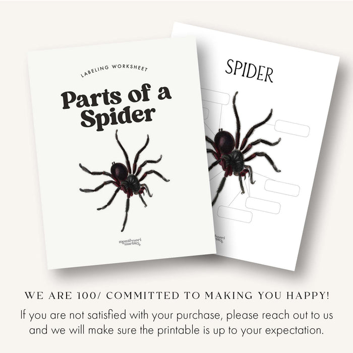 Parts of a Spider