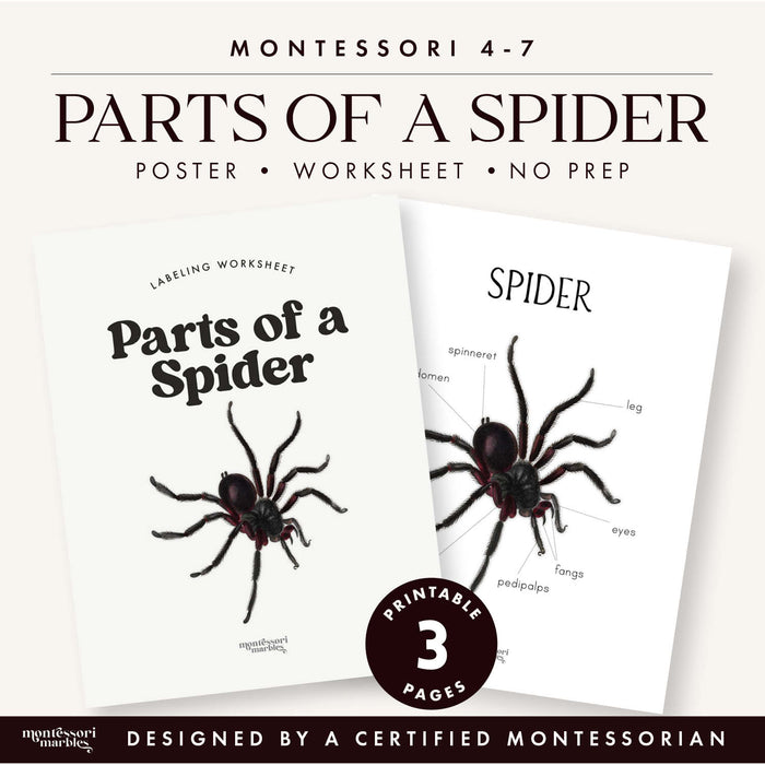 Parts of a Spider