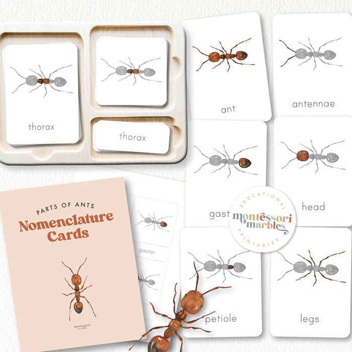 Parts of an Ant Nomenclature Cards