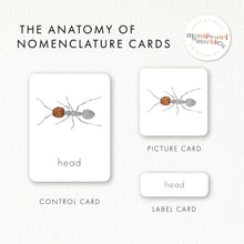 Load image into Gallery viewer, Parts of an Ant Nomenclature Cards
