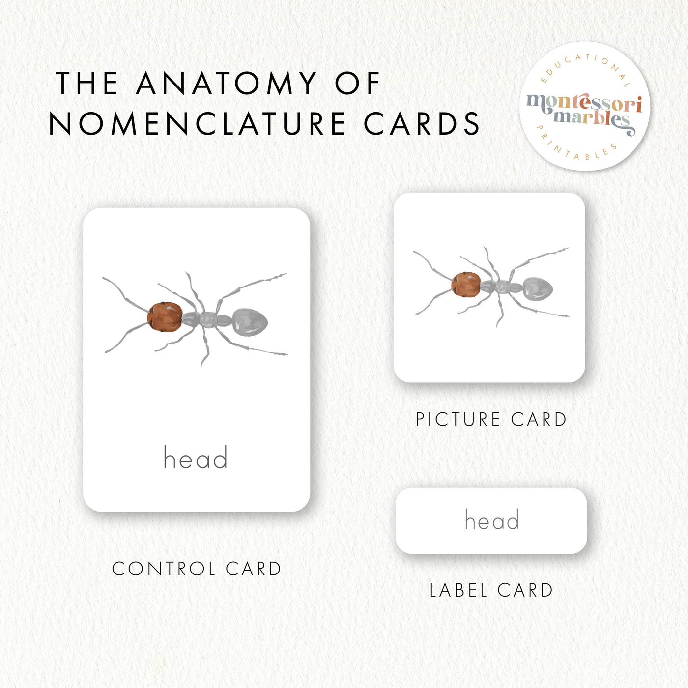 Parts of an Ant Nomenclature Cards | 3-Part Insect Anatomy Ages 5-8 ...