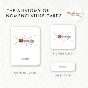 Parts of an Ant Nomenclature Cards