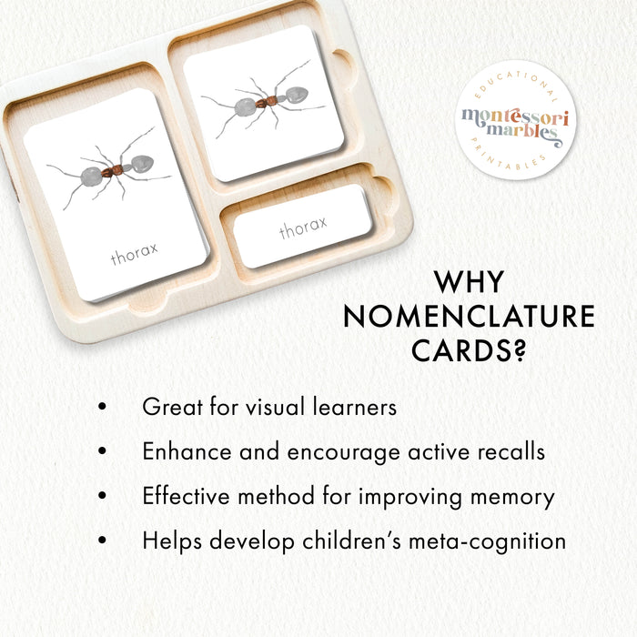 Parts of an Ant Nomenclature Cards