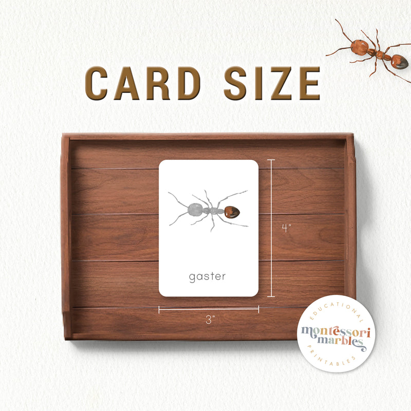 Parts of an Ant 3-Part Cards