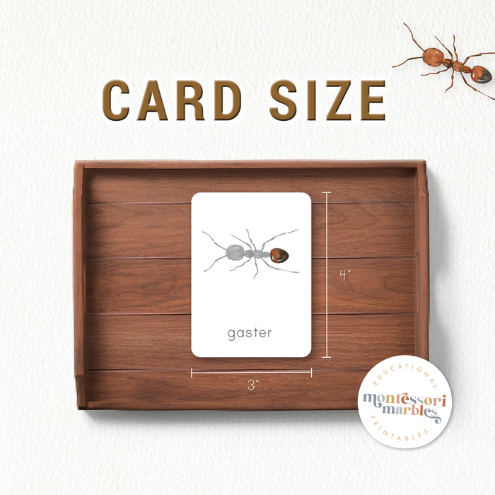Parts of an Ant Nomenclature Cards