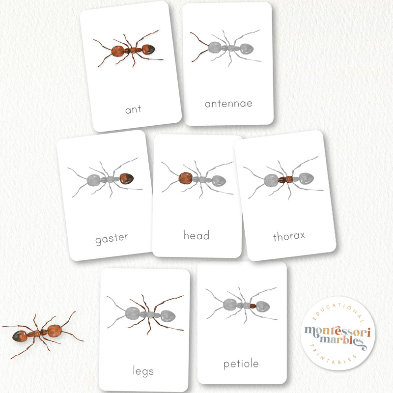 Parts of an Ant 3-Part Cards