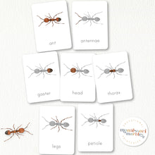 Load image into Gallery viewer, Parts of an Ant Nomenclature Cards

