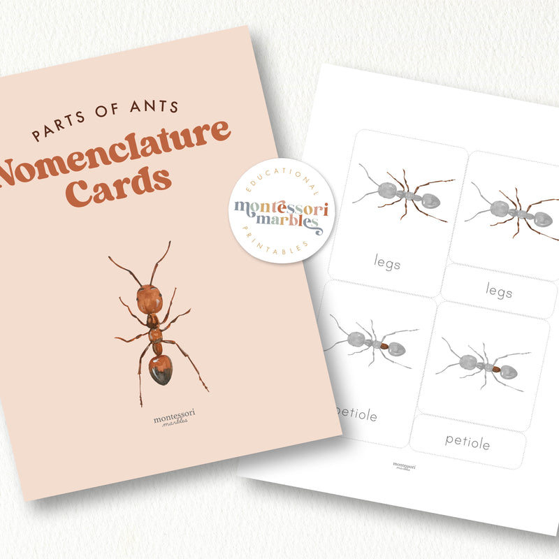 Parts of an Ant 3-Part Cards
