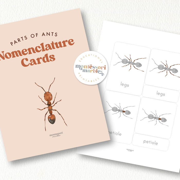 Parts of an Ant Nomenclature Cards