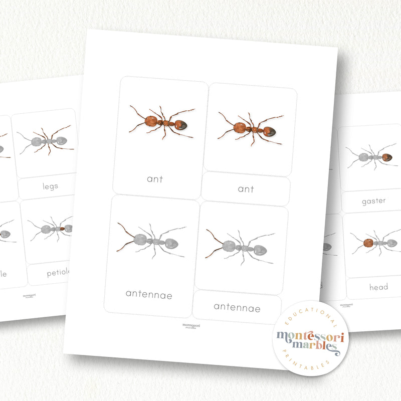 Parts of an Ant 3-Part Cards