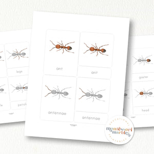 Parts of an Ant Nomenclature Cards