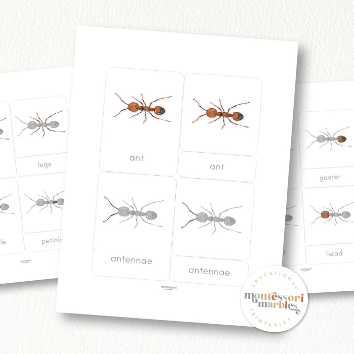 Parts of an Ant Nomenclature Cards
