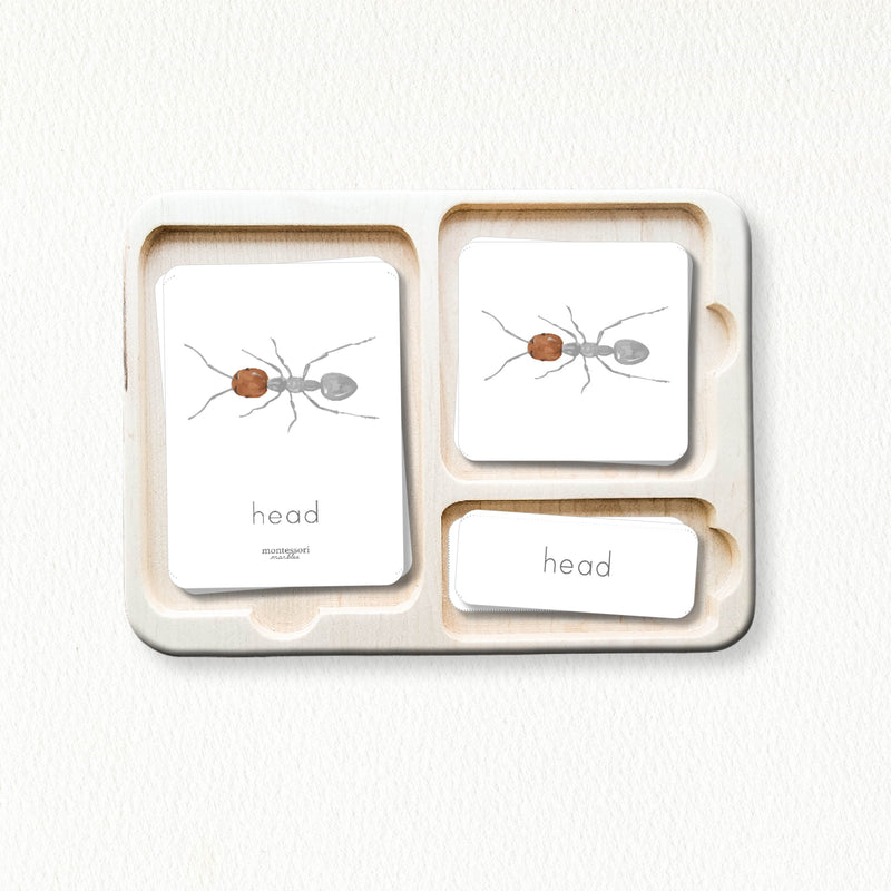 Parts of an Ant 3-Part Cards