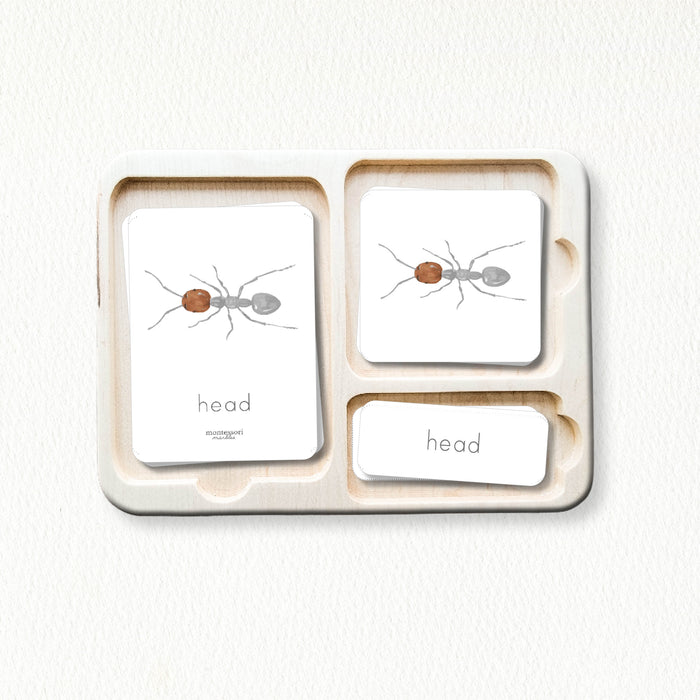 Parts of an Ant Nomenclature Cards