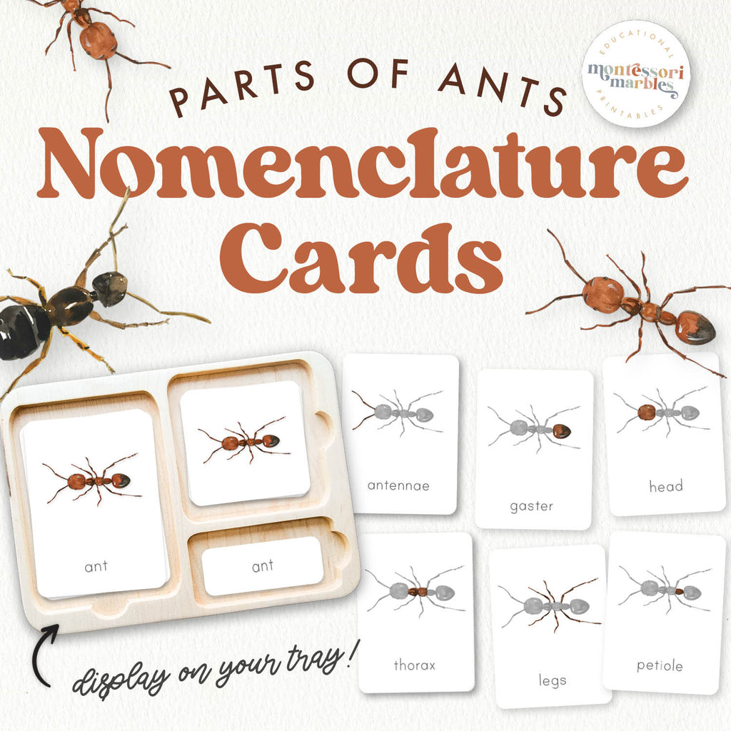 Parts of an Ant Nomenclature Cards | 3-Part Insect Anatomy Ages 5-8 ...