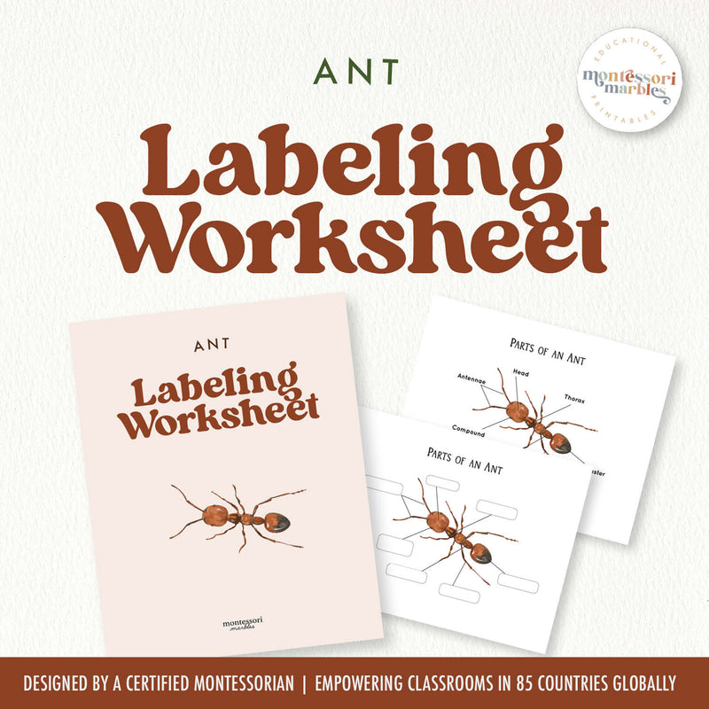 Ant anatomy poster with labeled insect body parts