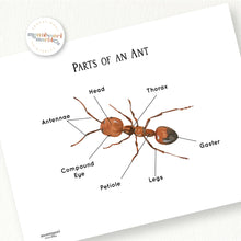Load image into Gallery viewer, Parts of an Ant
