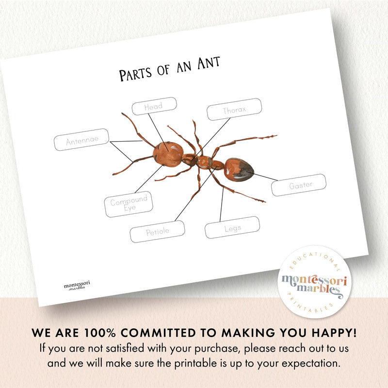 Parts of an Ant